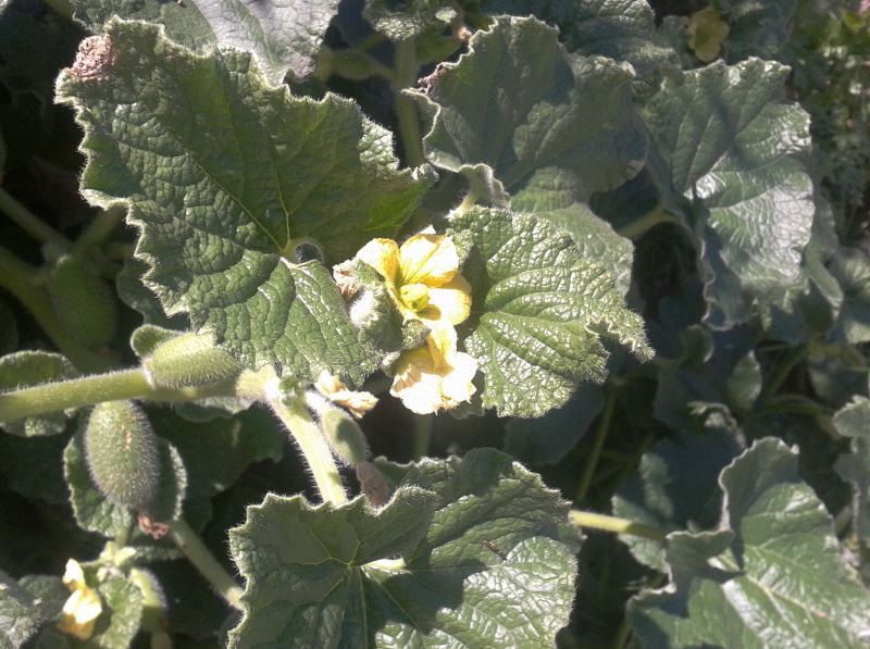 Ecballium elaterium